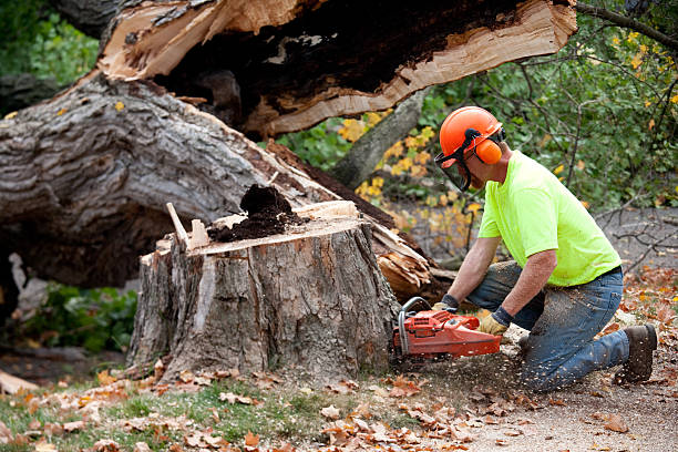 Best Soil Testing and Treatment  in Sandy Hook, CT